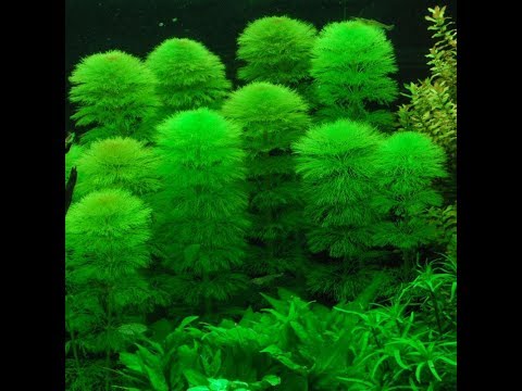 Danh mục các loại cây thủy sinh dễ trồng trong nước Phần 1