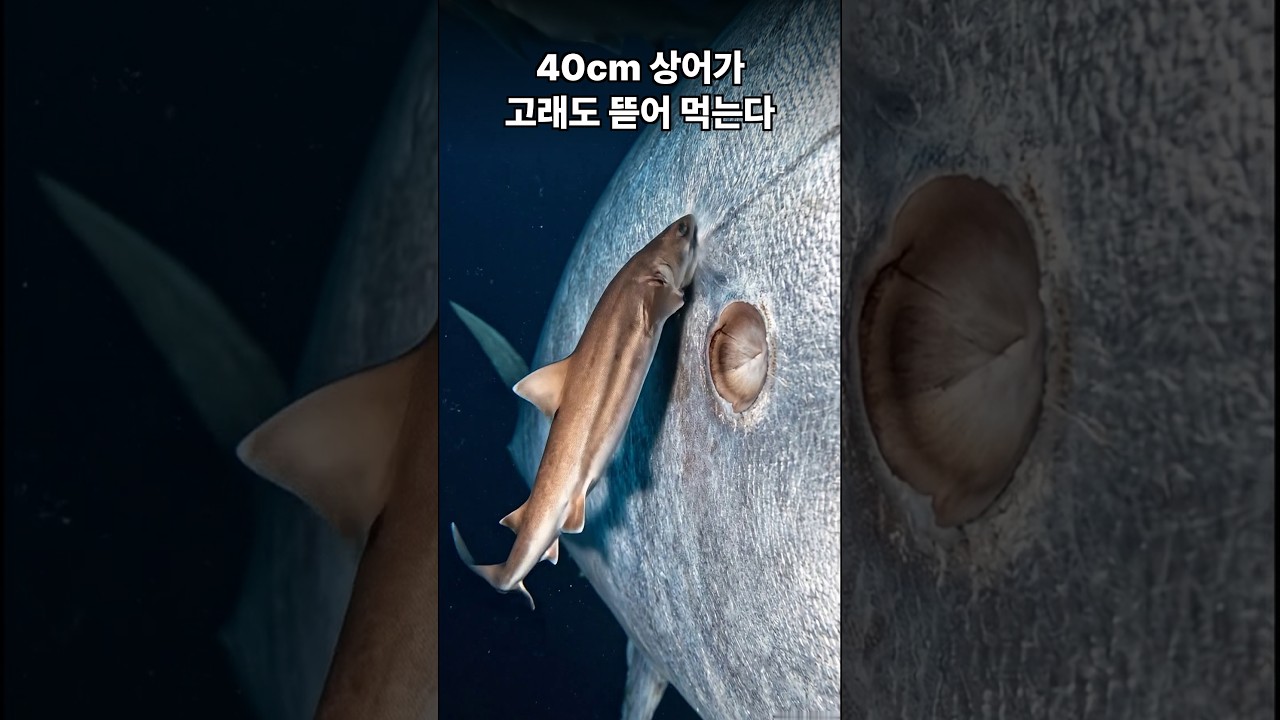 고래와 잠수함을 노리는 쿠키커터상어