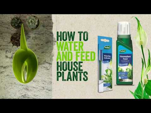 Westland Houseplant Feed in pack Video