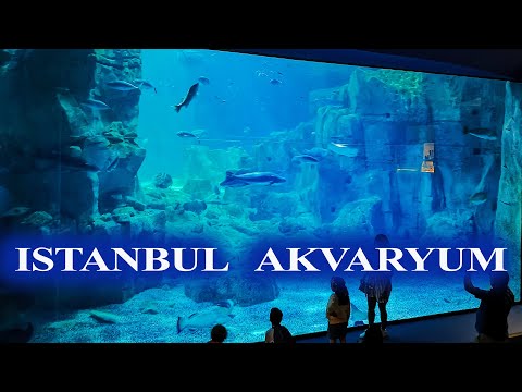 Aqvarium Istanbul Istanbul Aquarium