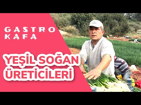 , title : 'YEŞİL SOĞAN ÜRETİCİLERİ'