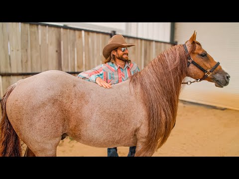 $1 VS $1,000,000 Horse