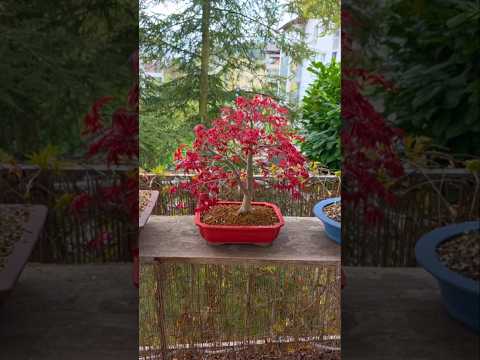 1 month in 15 seconds🍁#bonsai #fyp #timelapse #diy #repot #red #deshojo #leaf #japanese #maple