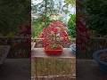 1 Month In 15 Seconds Bonsai Fyp Timelapse Diy Repot Red Deshojo Leaf Japanese Maple