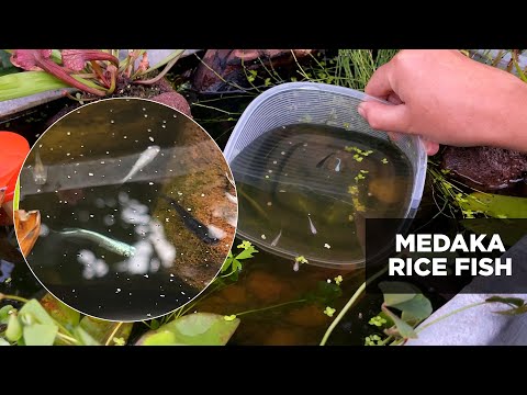 Unboxing my Medaka Rice Fish / Stock Tank Pond / Homegrown Garden