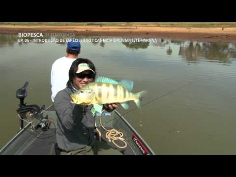 Biopesca - 3ª Temporada - EP06 - Introdução de espécies exóticas na hidrovia Tietê-Paraná