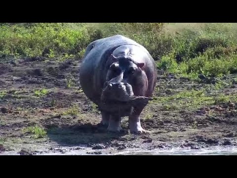 Djuma: Hippo playing with small log out of water(plays 14:37 in-sorry for delay) - 09:57 - 05/06/20