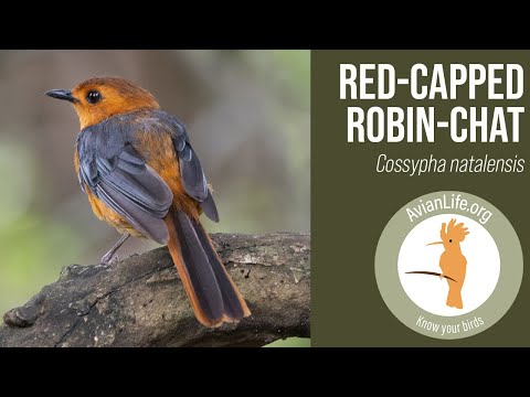 Drozdár červenohlavý (Cossypha natalensis) — video o speve a chove