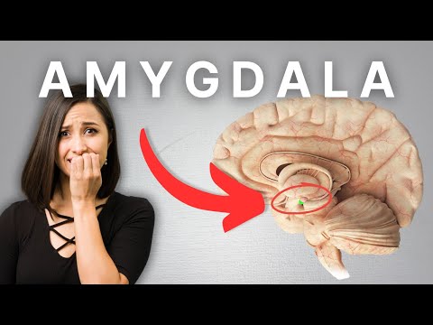 The Amygdala: Master of Fear & Emotion