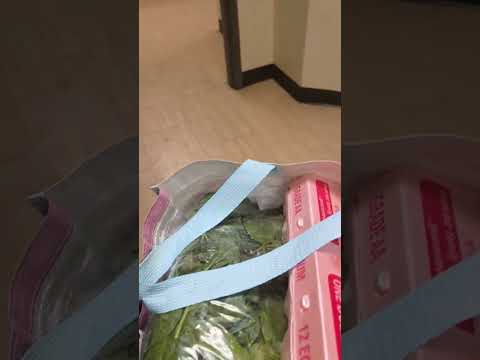 mi perro me recibe en casa