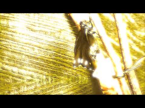 The Spectors - Swallowtail (bjm cover)