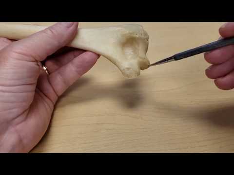 Distal Humerus and Muscles attached