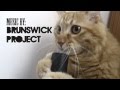 Cat Licks Vacuum: The Musical 