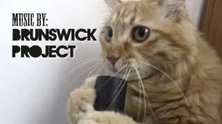 A cat sings a little song while he licks a vacuum cleaner hose