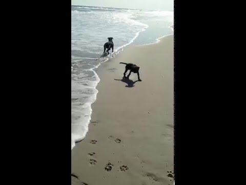 Puppies at the beach!
