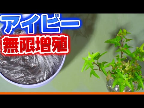 アイビーの挿し木はいつ取るのですか？どうやって ？リーダーに従う ！  庭園