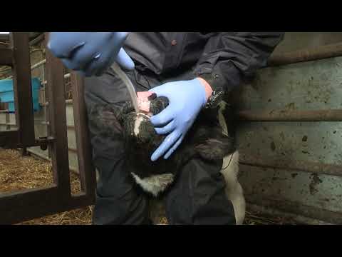 How to Stomach Tube a Calf