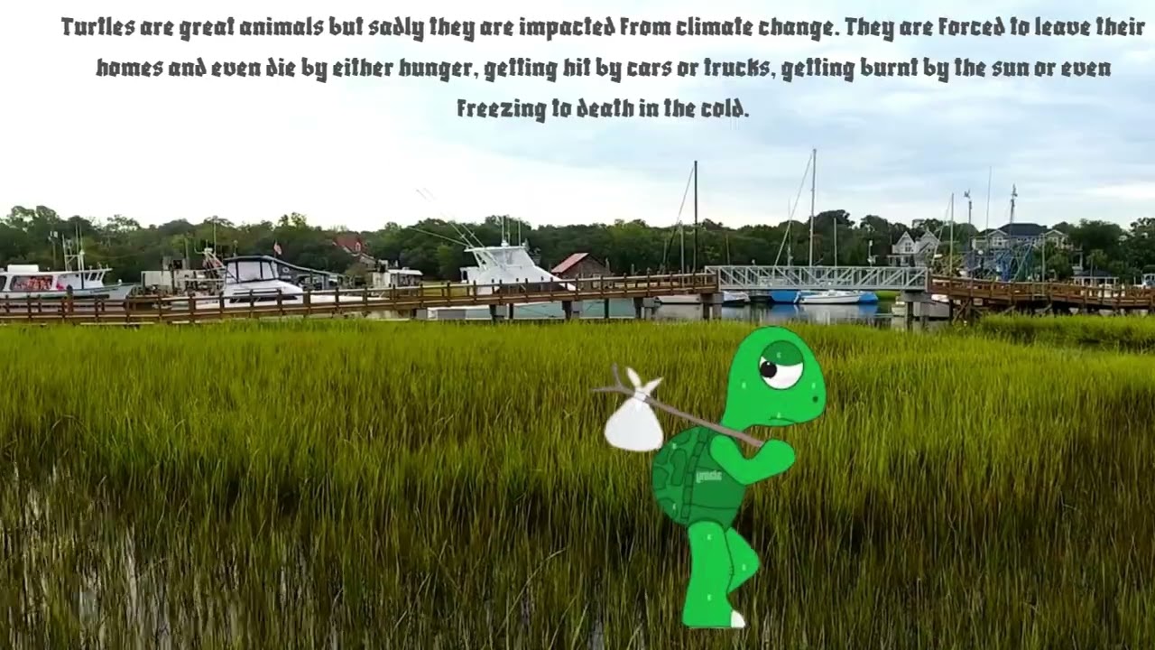Climate Change Affecting Turtles by Ryder H. and Curtis S. (Mountsfield Public School Grade 6)