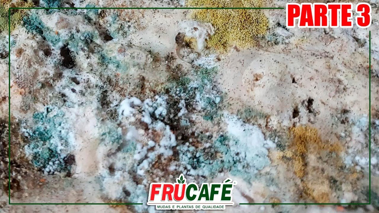 Microrganismos Eficientes - Como Coletar, Produzir e Usar na Agricultura? Vídeo 03