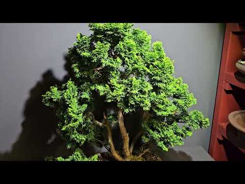 Bonsai design Hinoki false cypress -