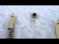 A Lemming did not let me to ski right there, in the midle of a large snowfield