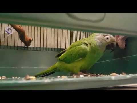 Loubert, my Dusky conure parrot acting silly on the bottom of his cage.