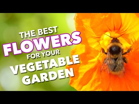 The Clever Way Smart Gardeners Stop Plants Dying