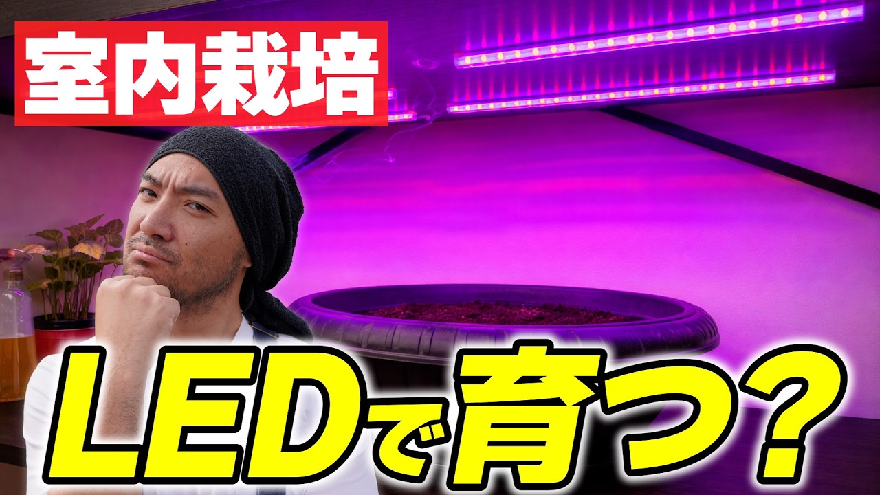 【初心者注意】室内栽培は実は難しい。LEDライトでも苗作りで失敗する2つの原因