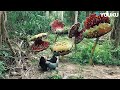 The Man Almost Died At The Mouth Of The Rafflesia Mega Crocodile YOUKU MONSTER MOVIE