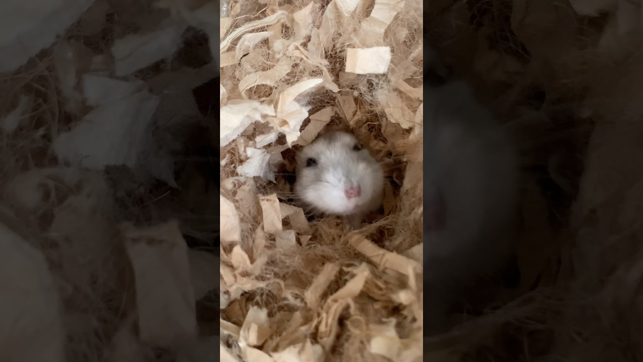 ハムスターのねむちゃんが起きてきた #ハムスター #小動物 #hamster