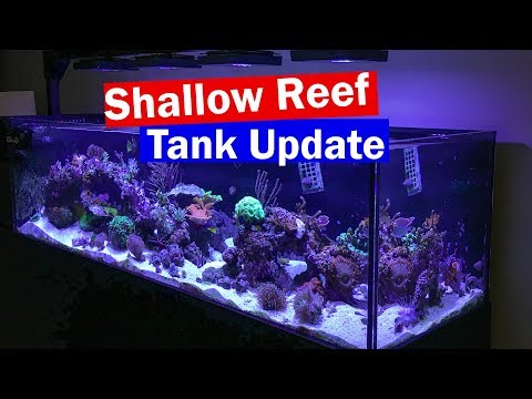 Shallow Reef Tank Update - ReefDudes 6'  Peninsula Saltwater Aquarium