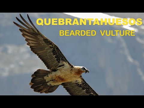 Quebrantahuesos ( Gypaetus barbatus ) Bearded vulture