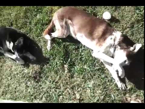 Pongo & Tonka Dramatic Double Bang Bang