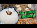 Adorable Baby Bullsnakes Hatching