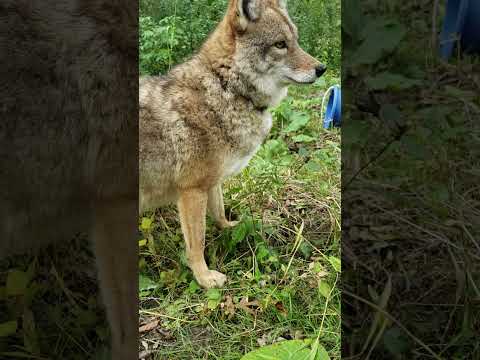 Pet Coyote gets belly rubs and treats