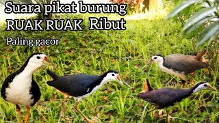 Download lagu SUARA PIKAT BURUNG RUAK RUAK RIBUT 💯 PALING AMPUH AUTO DAPAT BANYAK mp3