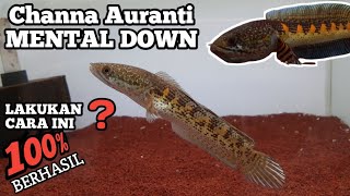 Download lagu Channa AURANTI Mental nguncup_ini the solution. mp3 Download lagu Channa AURANTI Mental nguncup_ini the solution. mp3