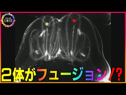 Nuvola アプリ gaim.png