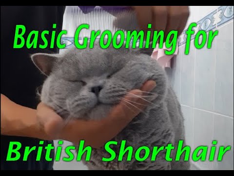 Basic grooming for British Shorthair