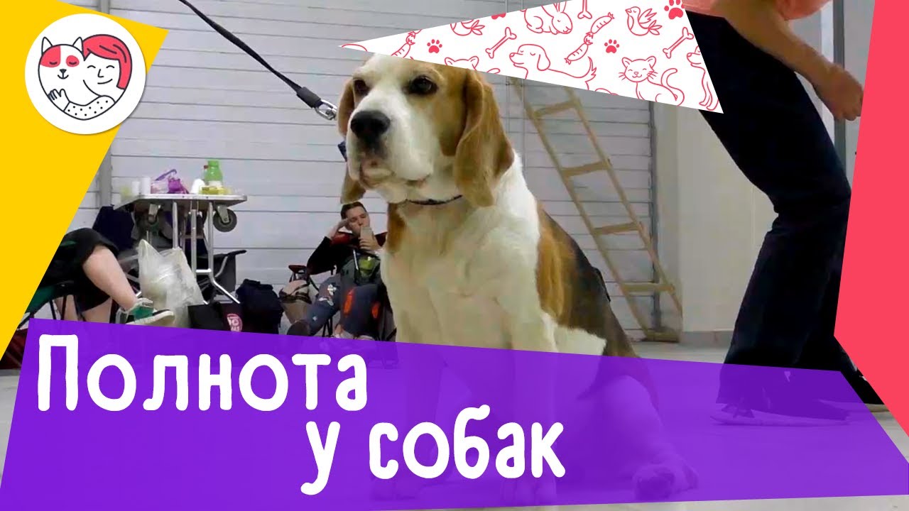6 пород собак, склонных к полноте