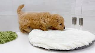 ハーフ犬の動画01