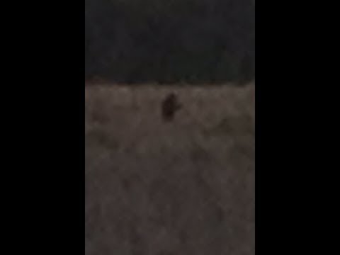 Myakka Skunk Ape Spotted!