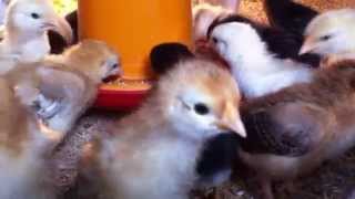 preview picture of video '07 (SEVEN) DAY OLD CHICKS AT MY FARM'