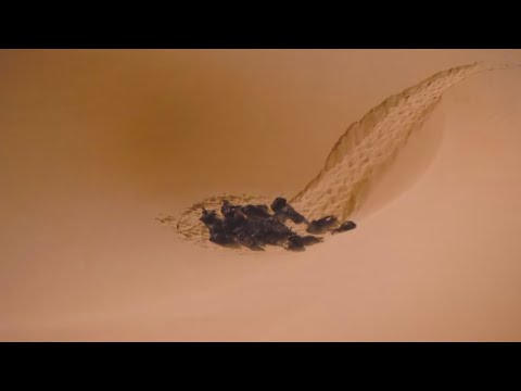 The dead bodies of Harkonnen Soldiers eaten by Sandworm | Dune part 2 scene | 2024