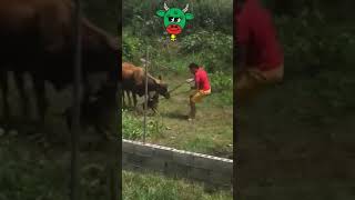 Que cachorro chato tente no rir,tente nao rir,videos engraados,tente nao rir memes, #shorts