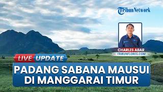Keindahan Tak Tergarap, Padang Sabana Mausui di Manggarai Timur Belum Dikelola Maksimal