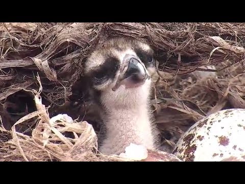Baby Osprey Gets 1st Good Feeding, Goes Into Food Coma 2017 06 03 17 01 45 515
