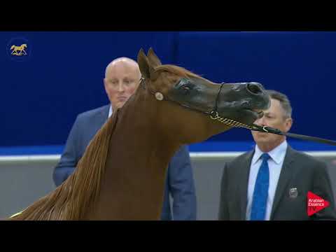 N 114 ROHARA REBECCA   Dubai 2019   Mares 10 years and more