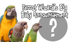 Parrot Wizard's New Baby Announcement!!!