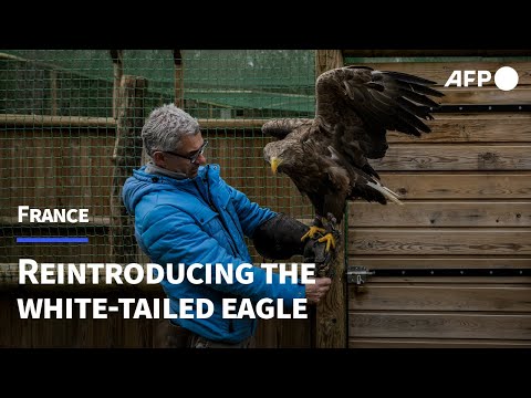 Almost forgotten in France, Europe's largest eagle fights for its survival | AFP